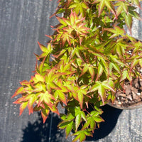 Thumbnail for Acer palmatum 'Kiyo hime' Dwarf Japanese Maple - Maple Ridge Nursery