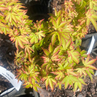 Thumbnail for Acer palmatum 'Koto maru' Dwarf Japanese Maple - Maple Ridge Nursery