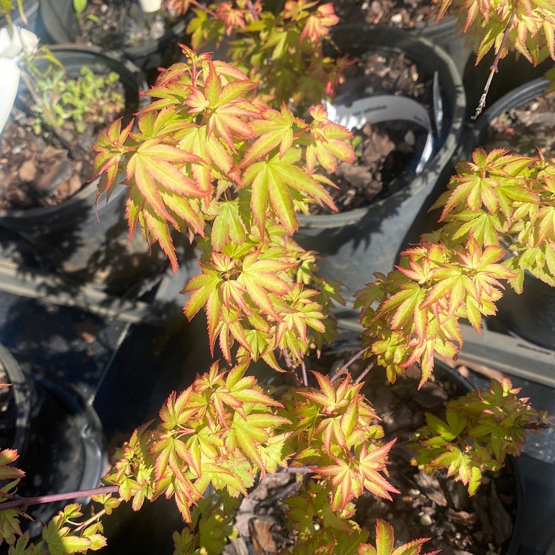 Acer palmatum 'Koto maru' Dwarf Japanese Maple - Maple Ridge Nursery