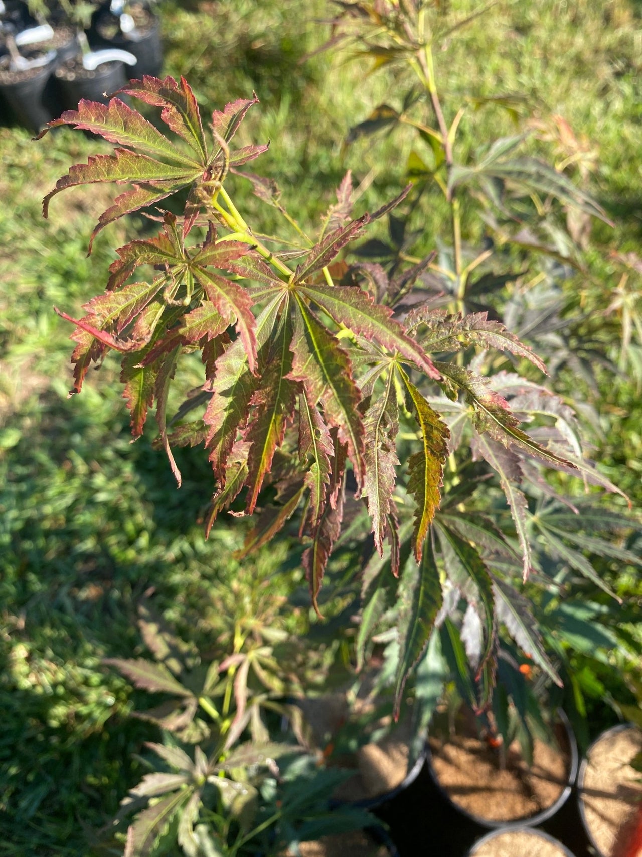 Acer palmatum 'Lightning' - Maple Ridge Nursery