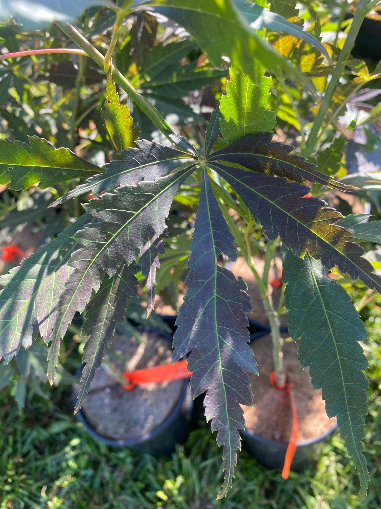 Acer palmatum 'Lightning' - Maple Ridge Nursery