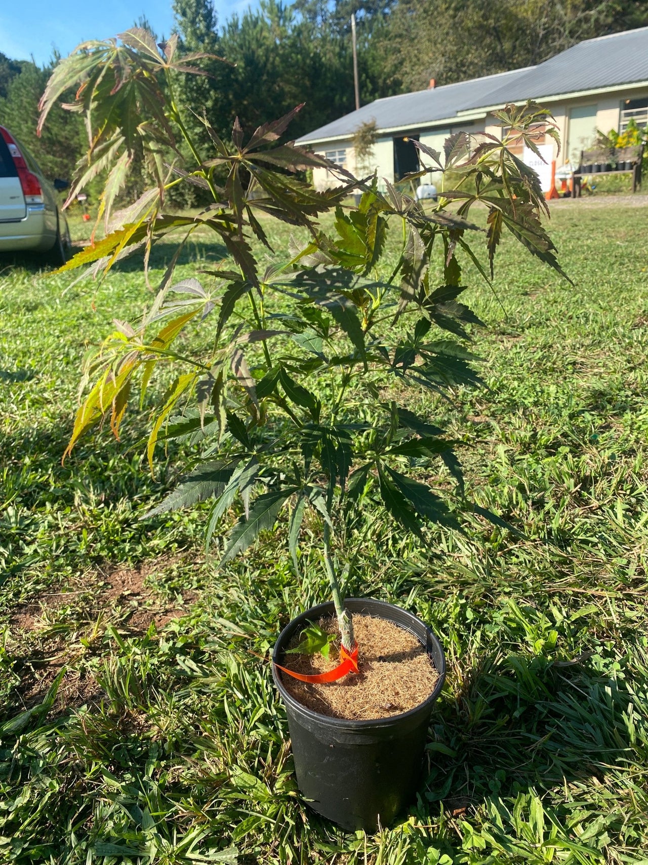 Acer palmatum 'Lightning' - Maple Ridge Nursery