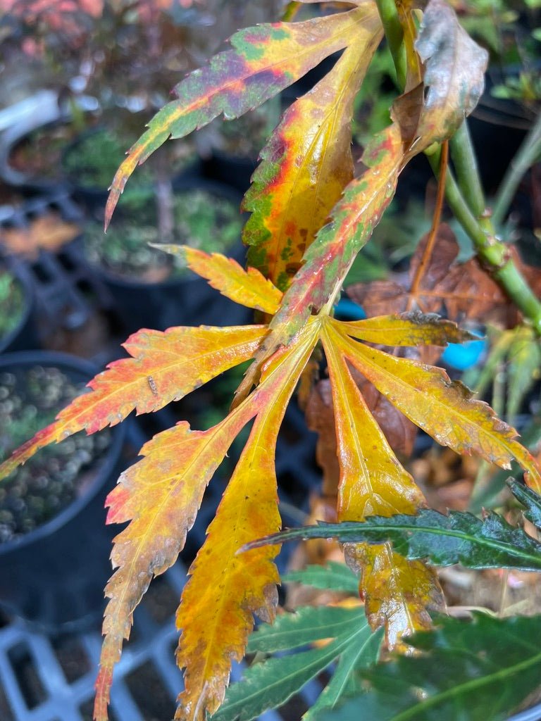 Acer palmatum 'Lightning' Japanese Maple - Maple Ridge Nursery