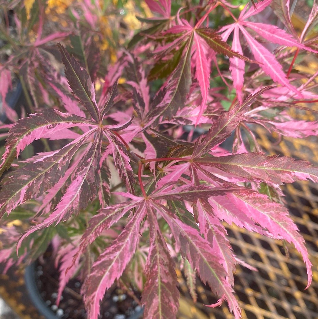 Acer palmatum 'Lileeanne's Jewel' Variegated Japanese Maple - Maple Ridge Nursery