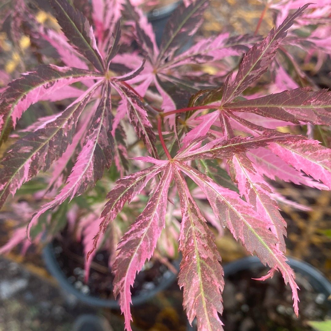 Acer palmatum 'Lileeanne's Jewel' Variegated Japanese Maple - Maple Ridge Nursery