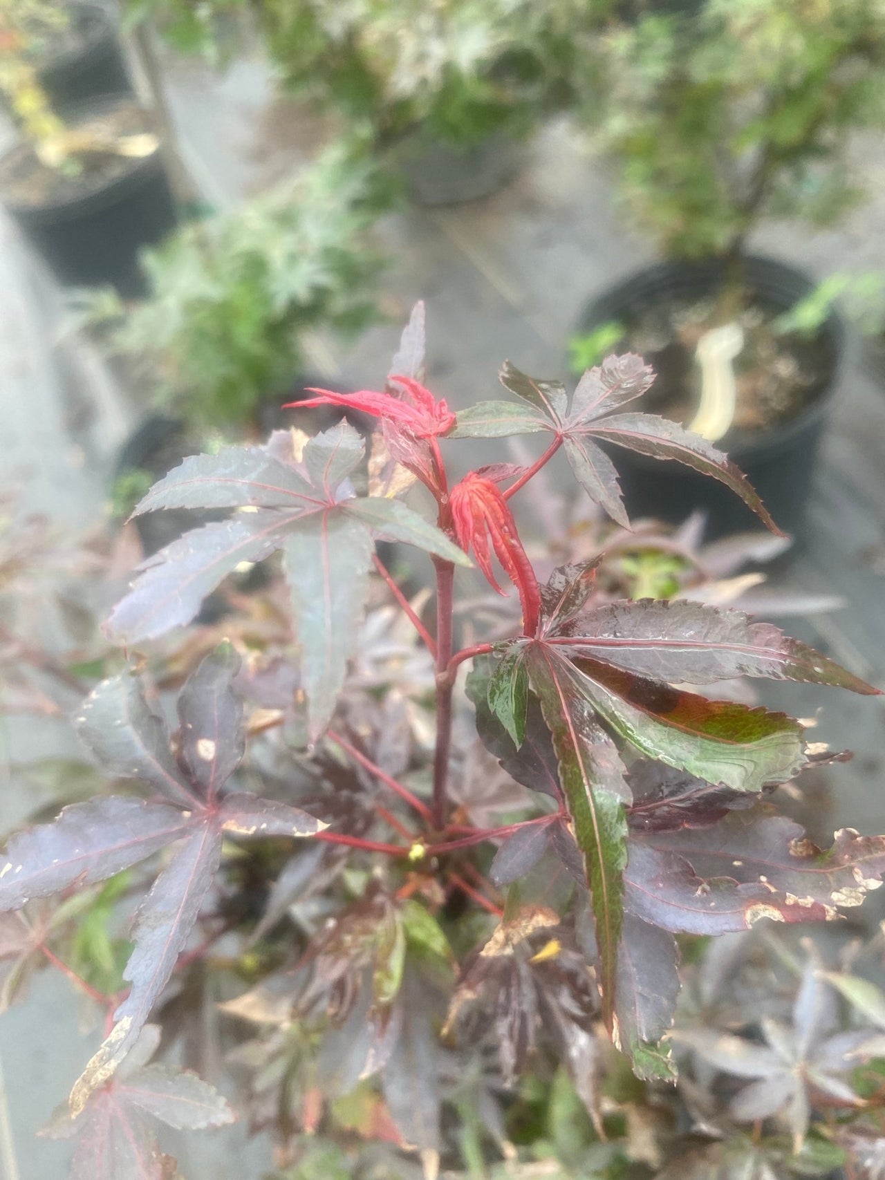 Acer palmatum 'Little Red' Dwarf Japanese Maple - Maple Ridge Nursery