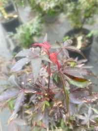 Thumbnail for Acer palmatum 'Little Red' Dwarf Japanese Maple - Maple Ridge Nursery