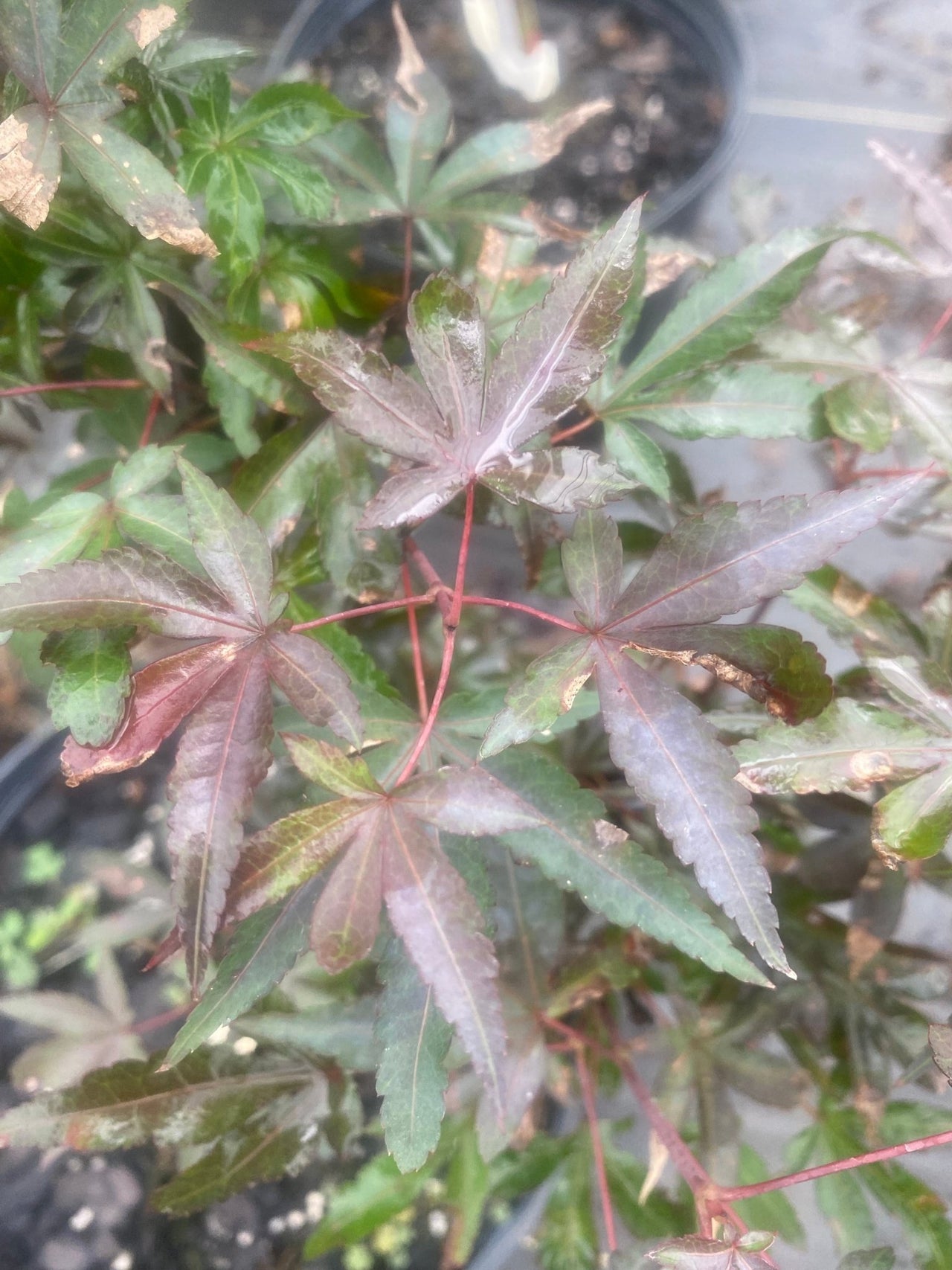 Acer palmatum 'Little Red' Dwarf Japanese Maple - Maple Ridge Nursery