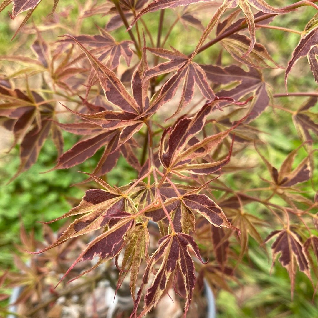 Acer palmatum 'Manyo no sato' Variegated Japanese Maple (Pre-Order) - Maple Ridge Nursery