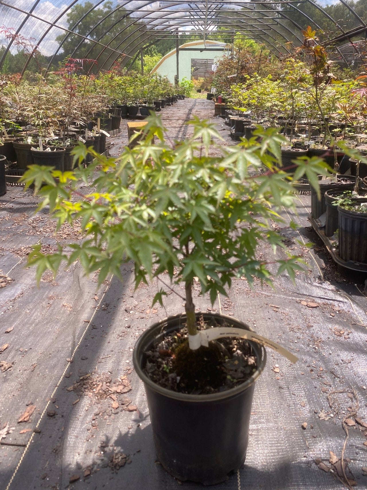 Acer palmatum 'Margie Jenkins' Dwarf Japanese Maple - Maple Ridge Nursery