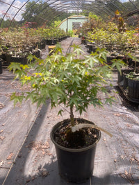 Thumbnail for Acer palmatum 'Margie Jenkins' Dwarf Japanese Maple - Maple Ridge Nursery