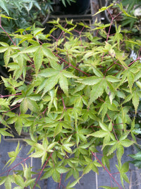 Thumbnail for Acer palmatum 'Margie Jenkins' Dwarf Japanese Maple - Maple Ridge Nursery