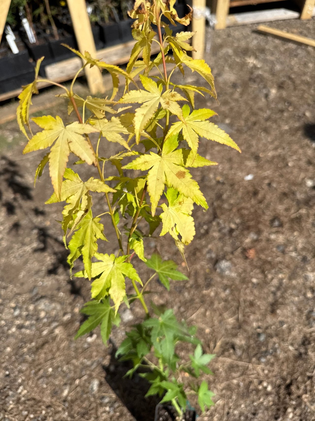Acer palmatum ‘Mellow Yellow’ - Maple Ridge Nursery