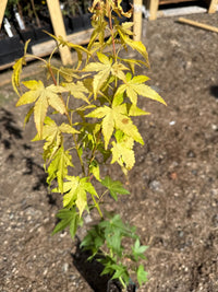 Thumbnail for Acer palmatum ‘Mellow Yellow’ - Maple Ridge Nursery