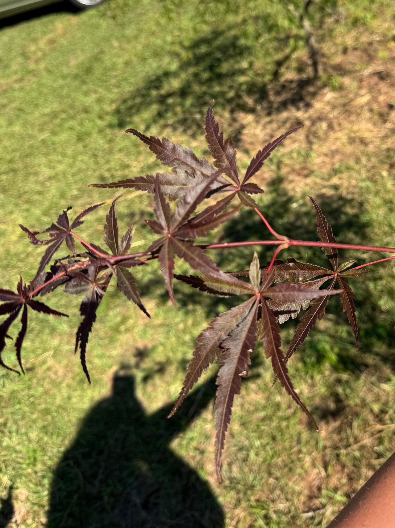 Acer palmatum 'Midnight' Red Japanese Maple - Maple Ridge Nursery