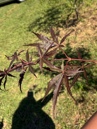 Thumbnail for Acer palmatum 'Midnight' Red Japanese Maple - Maple Ridge Nursery