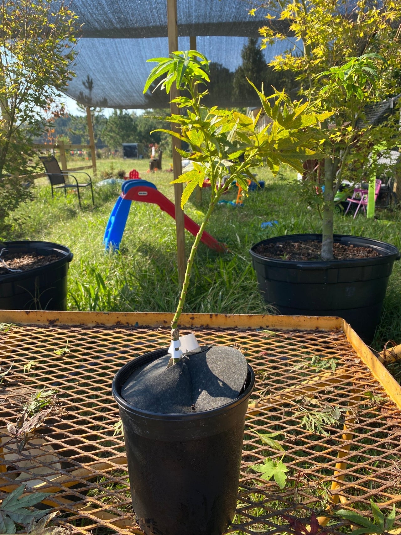 Acer palmatum ‘Mikawa Kaen’ Dwarf Japanese Maple - Maple Ridge Nursery