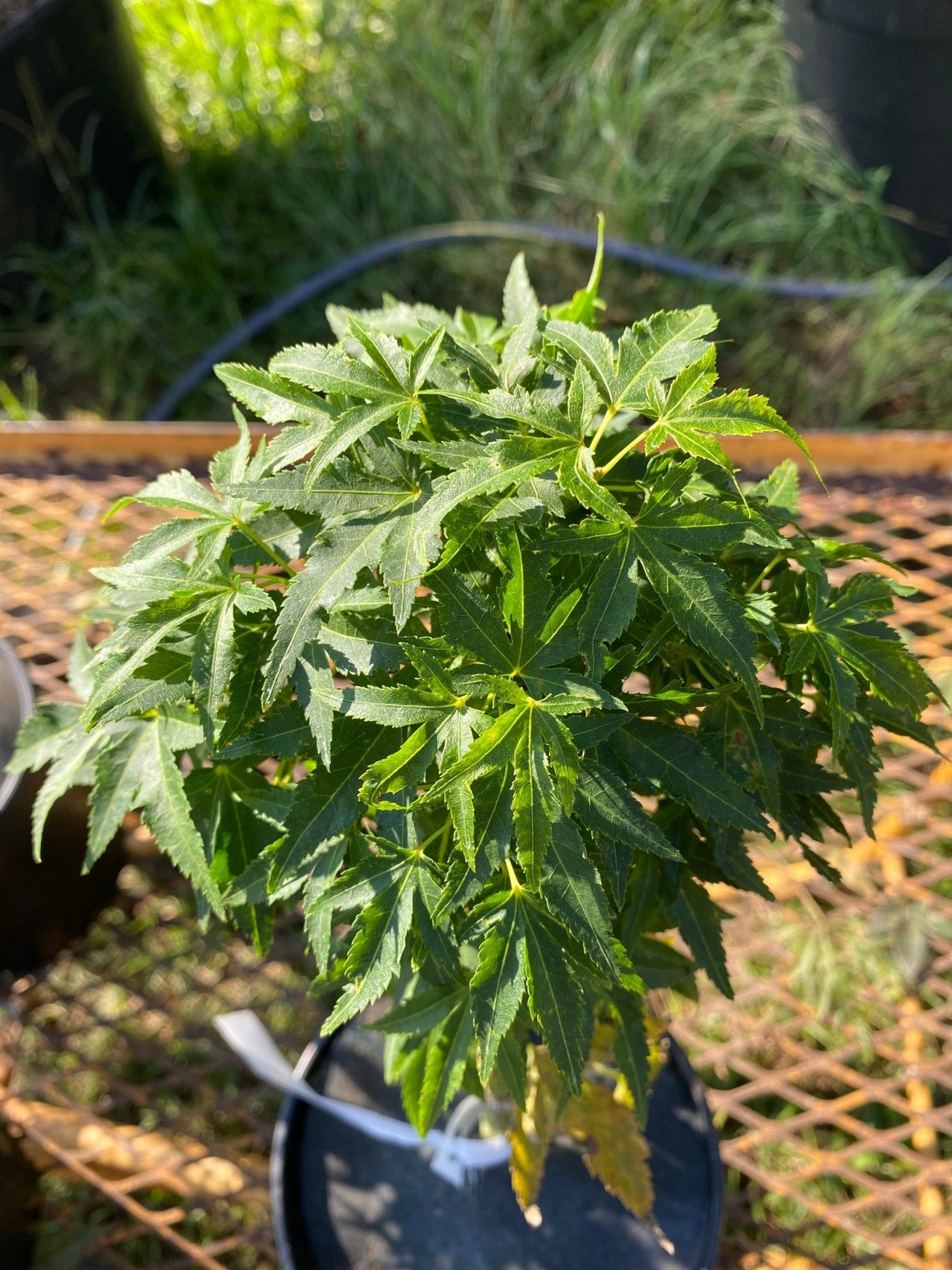 Acer palmatum ‘Mikawa Kaen’ Dwarf Japanese Maple - Maple Ridge Nursery