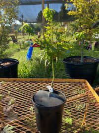 Thumbnail for Acer palmatum ‘Mikawa Kaen’ Dwarf Japanese Maple - Maple Ridge Nursery