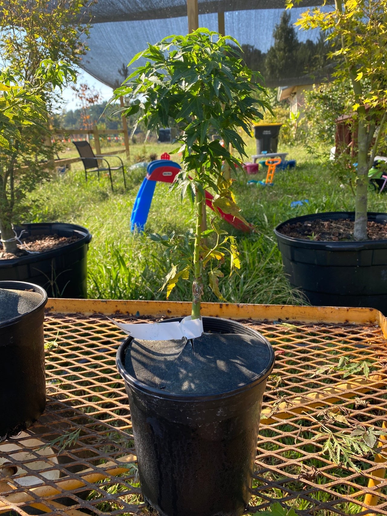 Acer palmatum ‘Mikawa Kaen’ Dwarf Japanese Maple - Maple Ridge Nursery