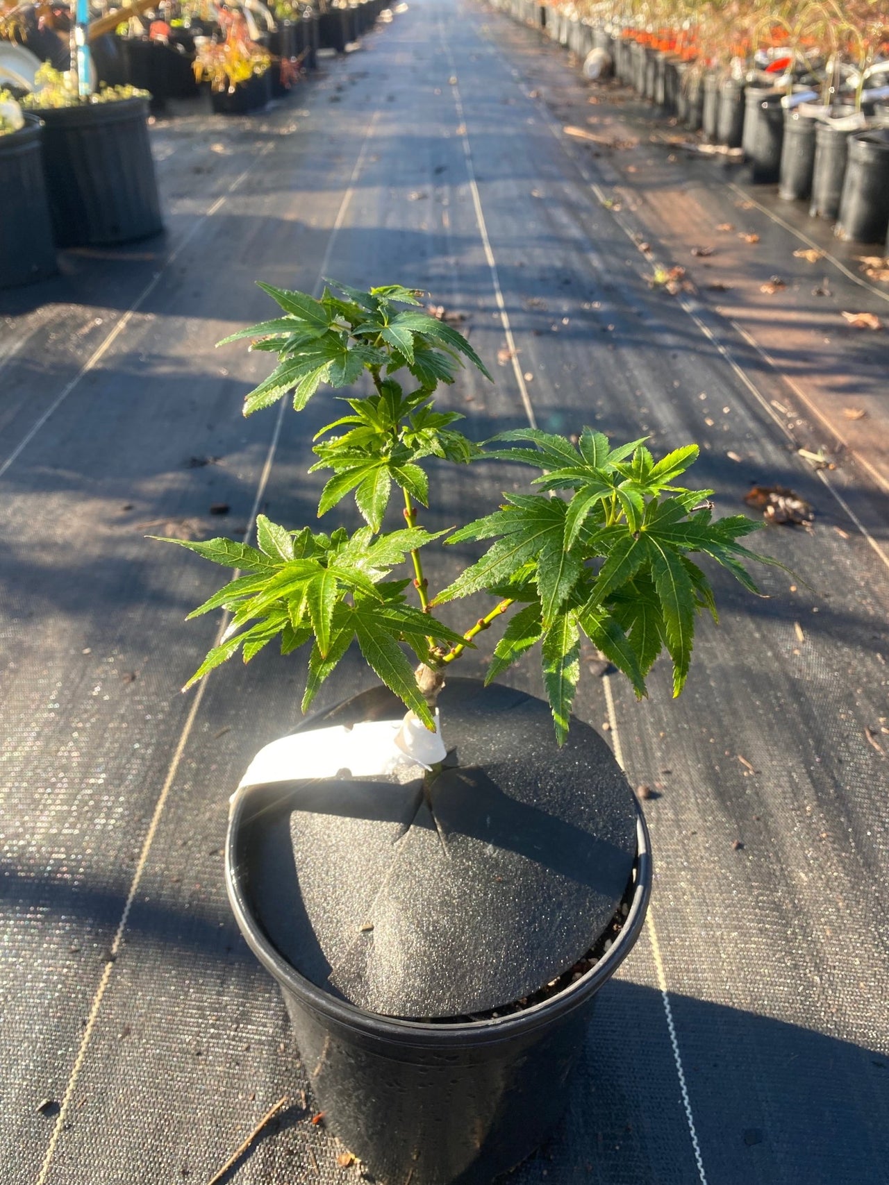 Acer palmatum 'Mikawa x Sharps' Rare Japanese Maple - Maple Ridge Nursery