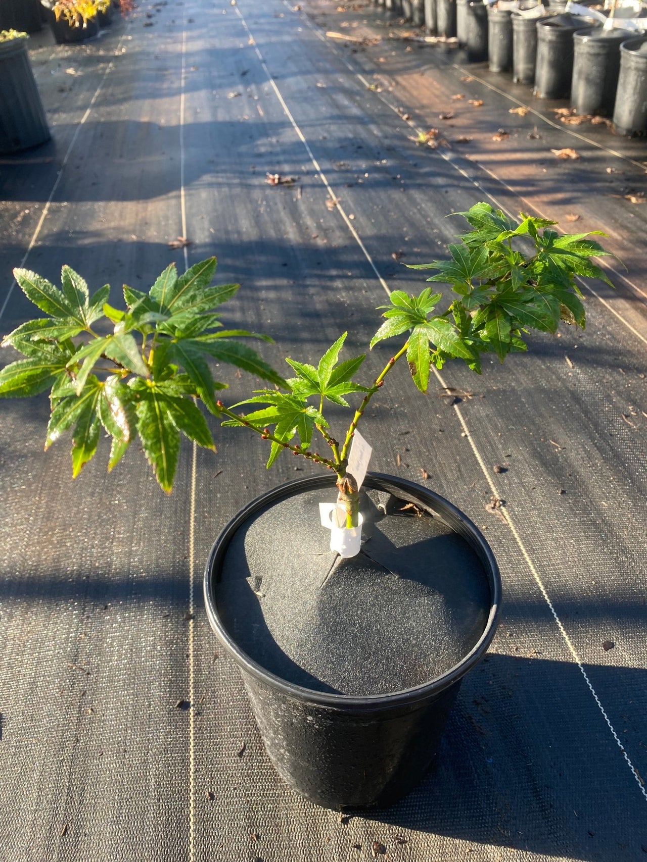 Acer palmatum 'Mikawa x Sharps' Rare Japanese Maple - Maple Ridge Nursery