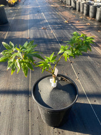 Thumbnail for Acer palmatum 'Mikawa x Sharps' Rare Japanese Maple - Maple Ridge Nursery