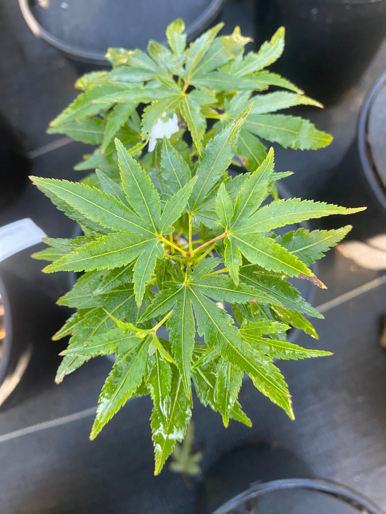 Acer palmatum 'Mikawa x Sharps' Rare Japanese Maple - Maple Ridge Nursery