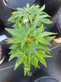 Thumbnail for Acer palmatum 'Mikawa x Sharps' Rare Japanese Maple - Maple Ridge Nursery