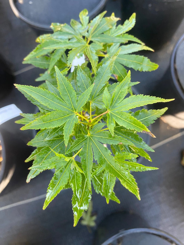 米山舞　everlasting plants Acer palmatum 'Phantom Flame', Japanese Maple – Dancing Oaks