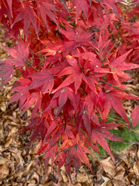 Thumbnail for Acer palmatum 'Mikawa yatsubusa' Dwarf Japanese Maple - Maple Ridge Nursery