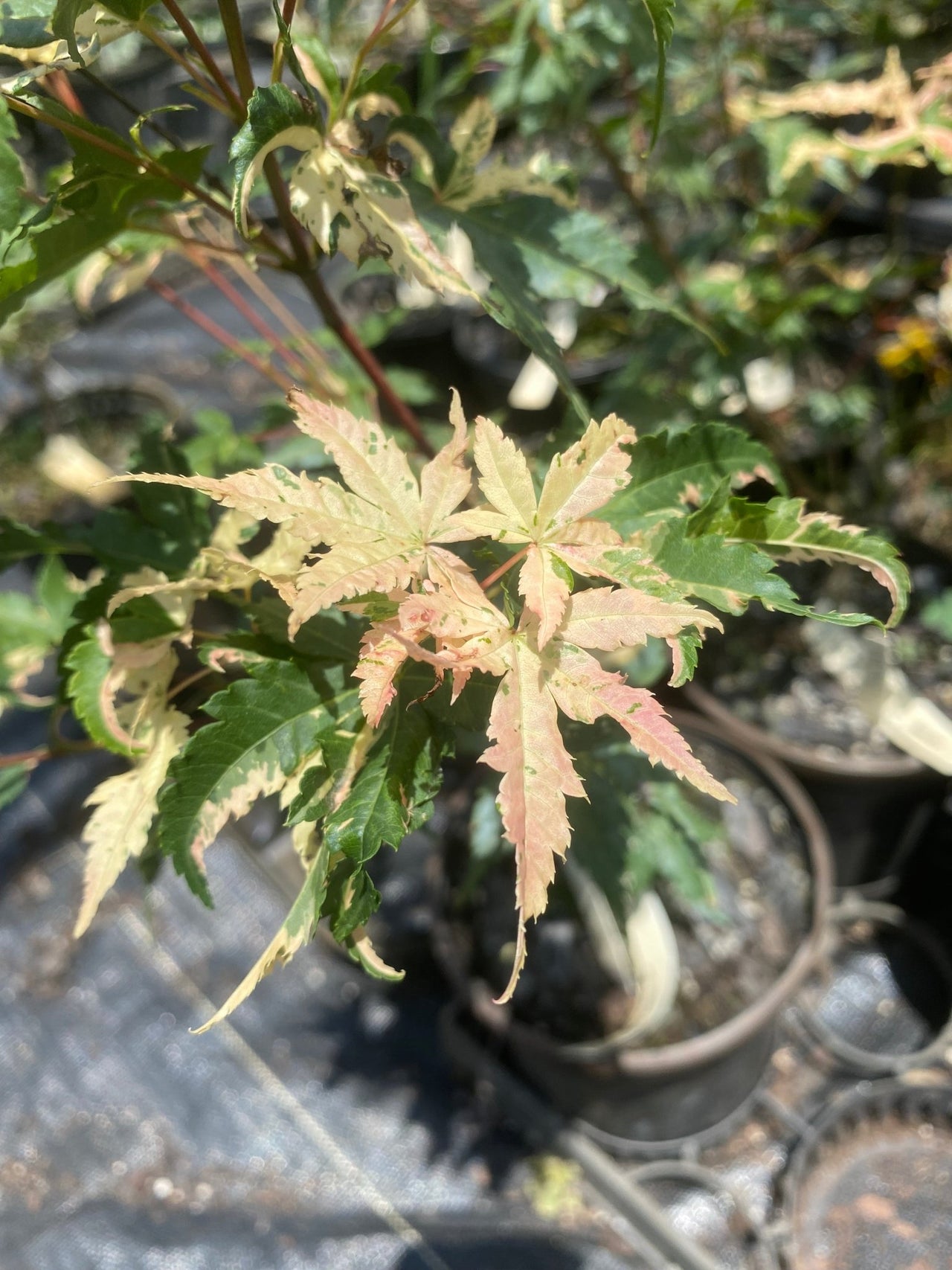 Acer palmatum 'Milky Way' Variegated Japanese Maple - Maple Ridge Nursery