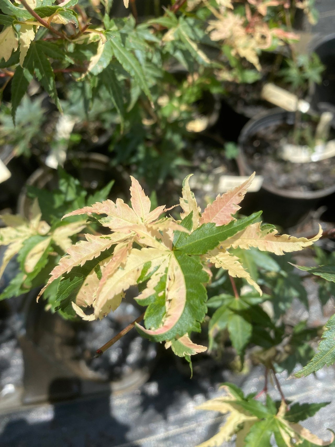 Acer palmatum 'Milky Way' Variegated Japanese Maple - Maple Ridge Nursery