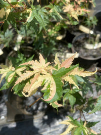 Thumbnail for Acer palmatum 'Milky Way' Variegated Japanese Maple - Maple Ridge Nursery