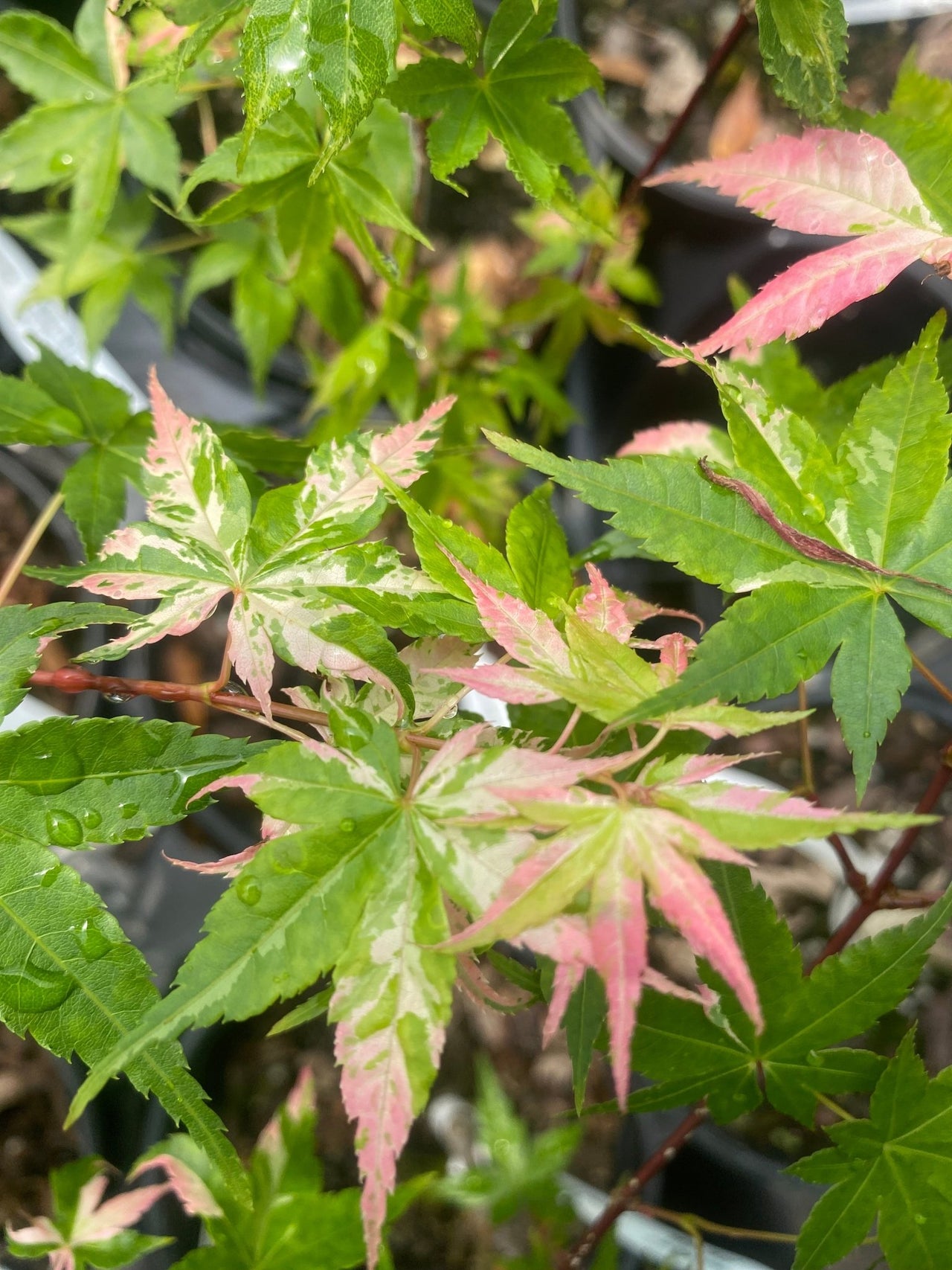 Acer palmatum 'Milky Way' Variegated Japanese Maple - Maple Ridge Nursery