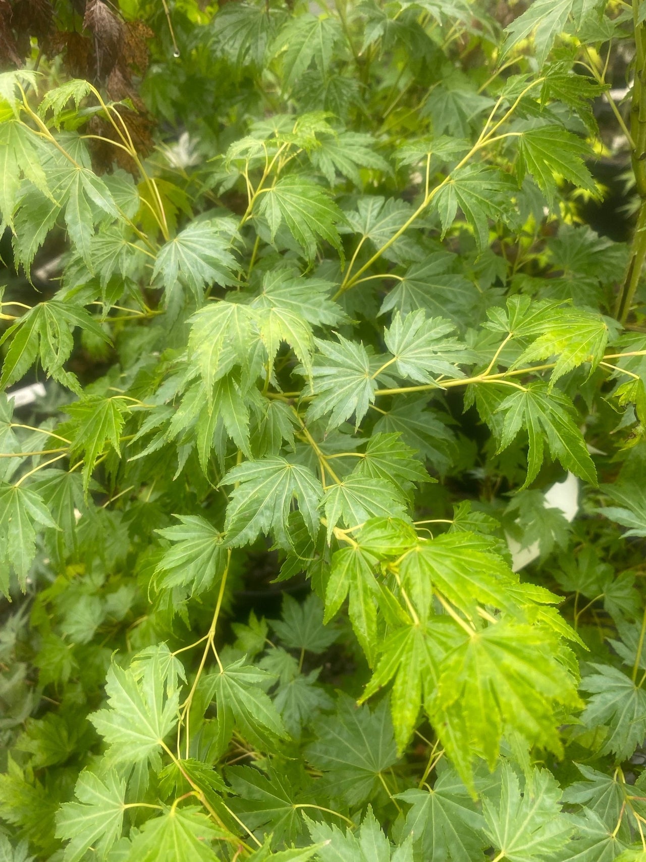 Acer palmatum 'Mimaye' Green Japanese Maple - Maple Ridge Nursery