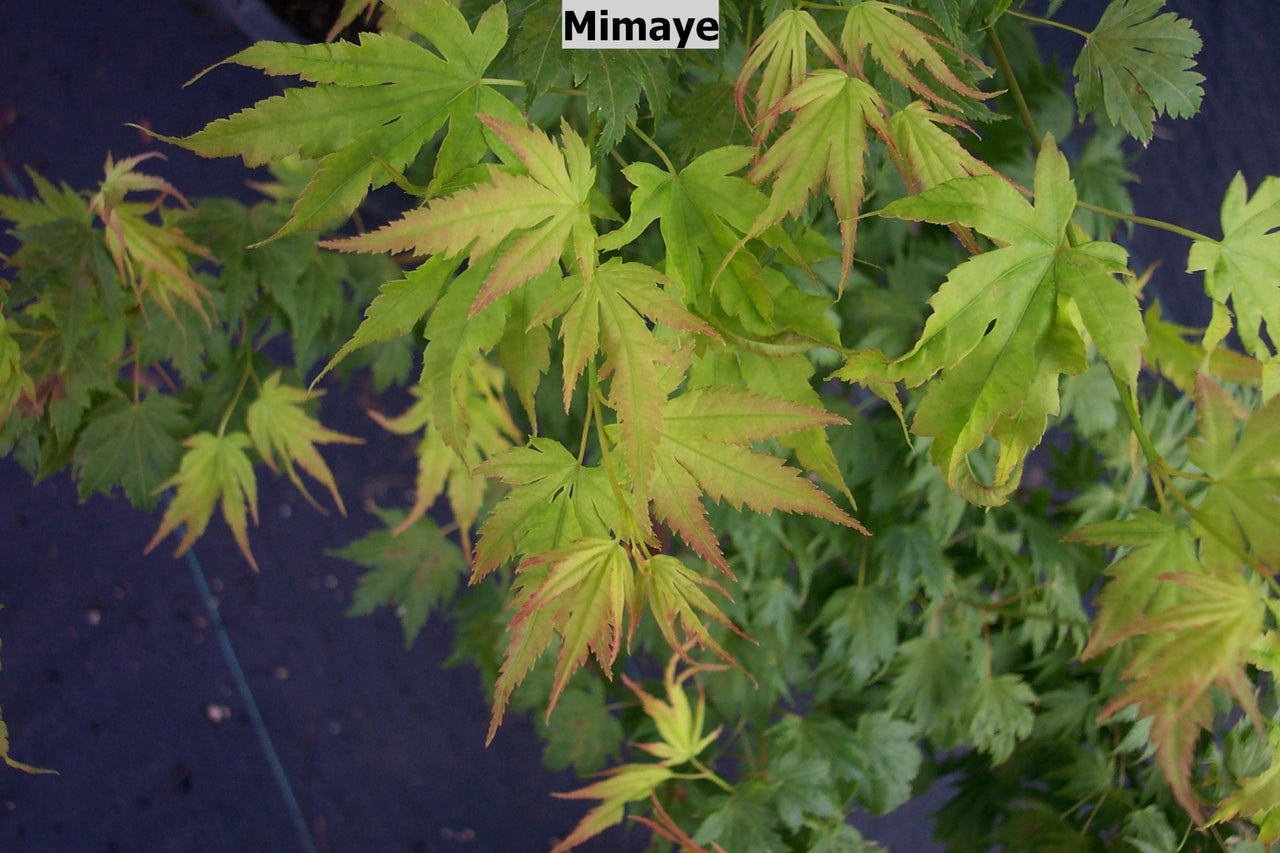 Acer palmatum 'Mimaye' Green Japanese Maple - Maple Ridge Nursery