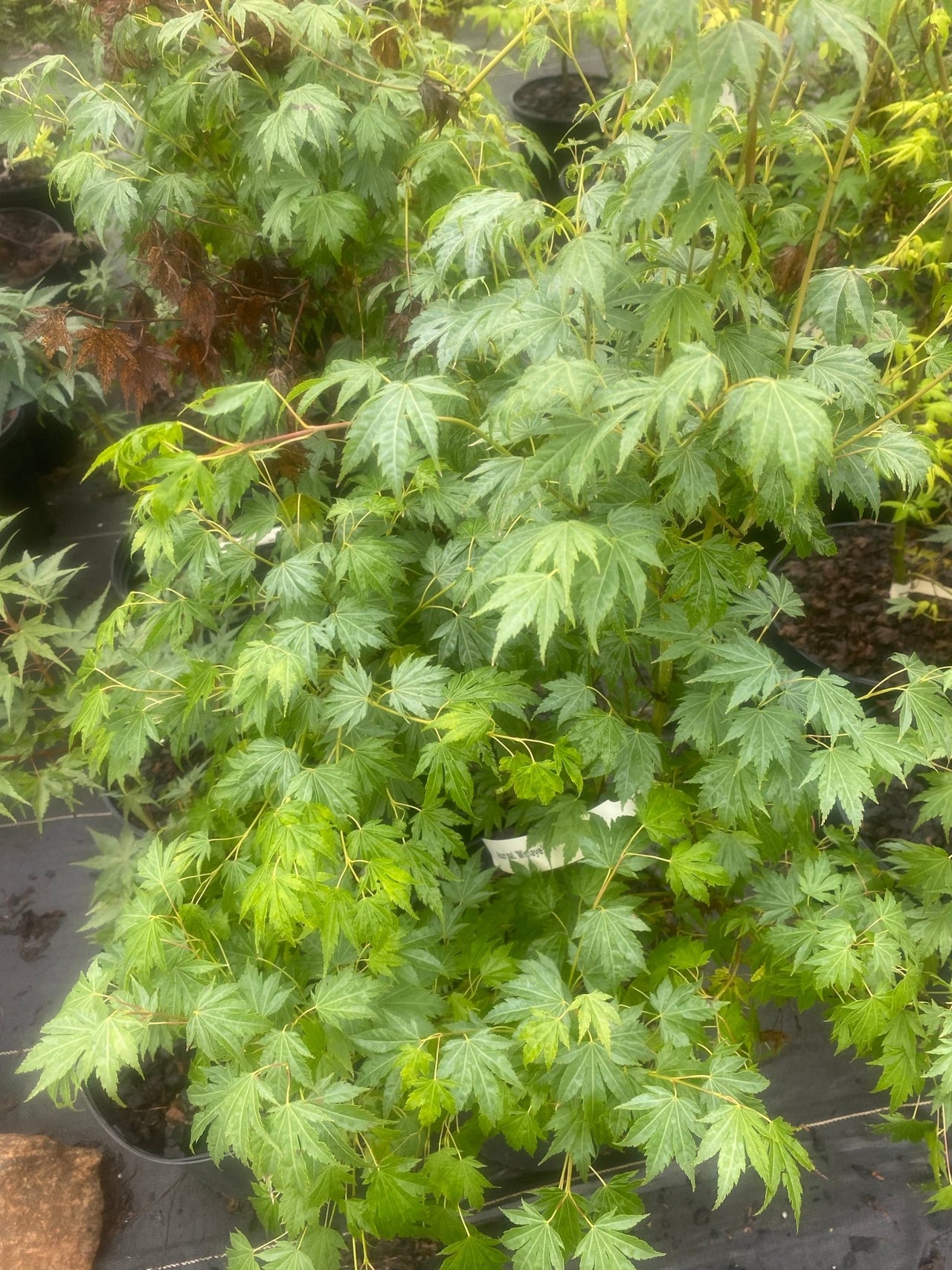 Acer palmatum 'Mimaye' Green Japanese Maple - Maple Ridge Nursery