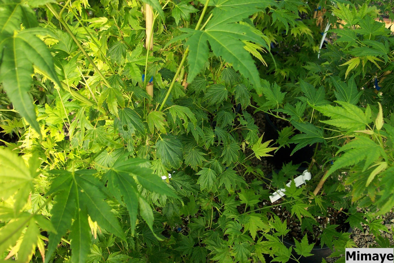 Acer palmatum 'Mimaye' Green Japanese Maple - Maple Ridge Nursery