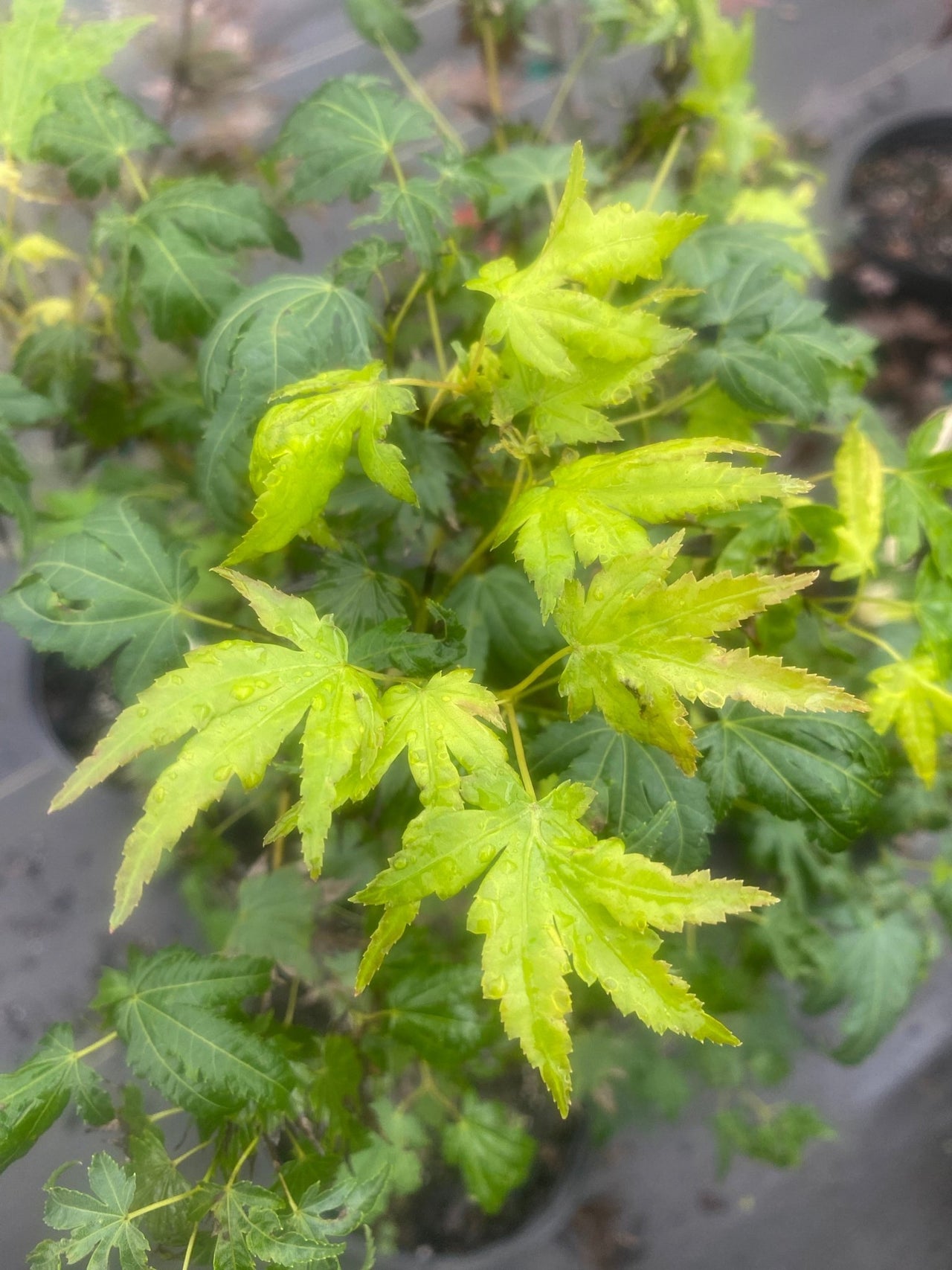 Acer palmatum 'Mimaye' Green Japanese Maple - Maple Ridge Nursery