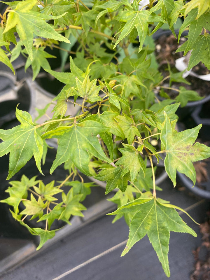 acer-palmatum-mitsuba-yama-