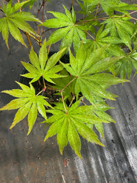 Thumbnail for Acer palmatum 'Miwa' - Maple Ridge Nursery