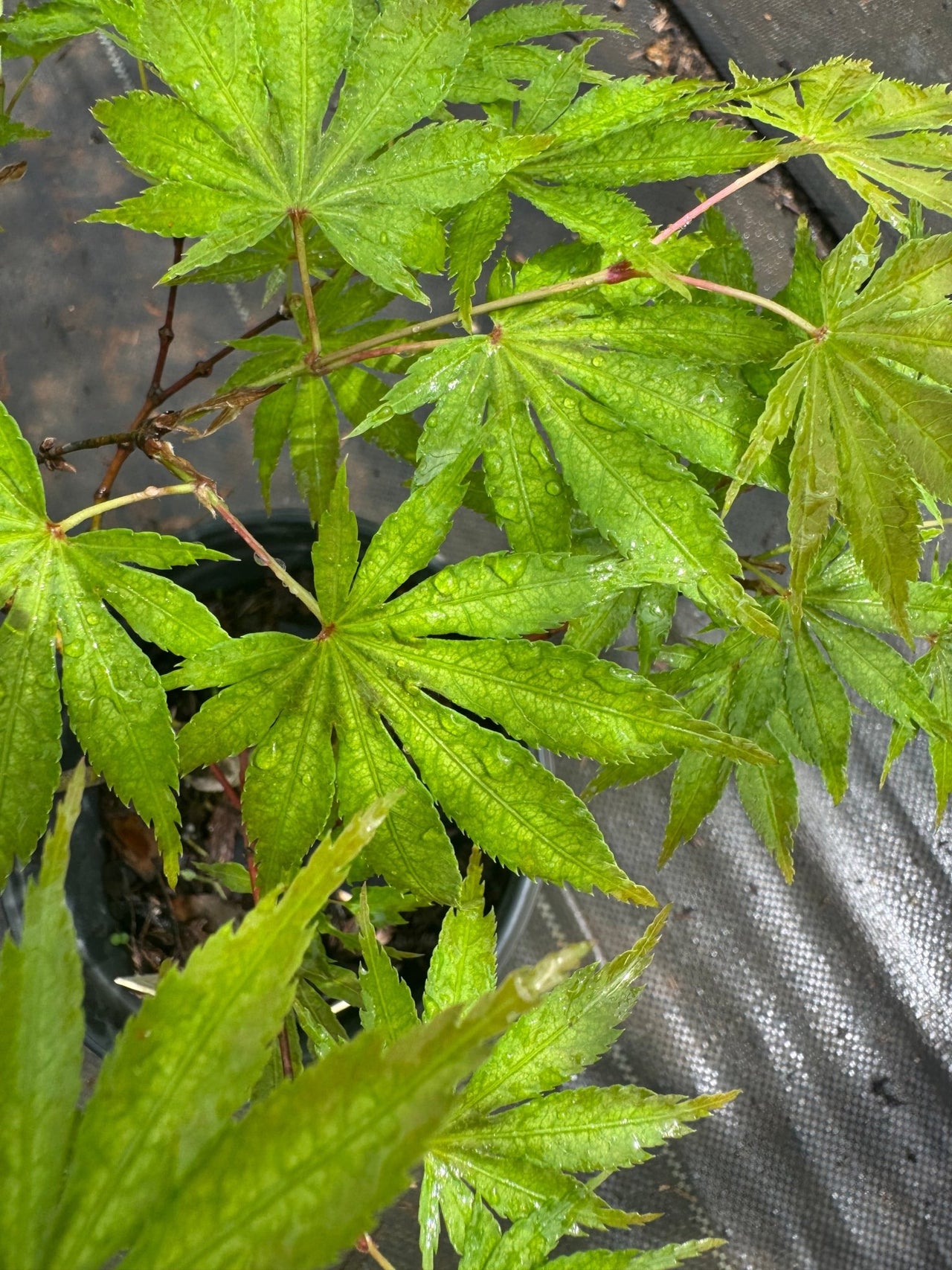 Acer palmatum 'Miwa' - Maple Ridge Nursery