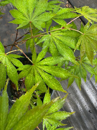 Thumbnail for Acer palmatum 'Miwa' - Maple Ridge Nursery