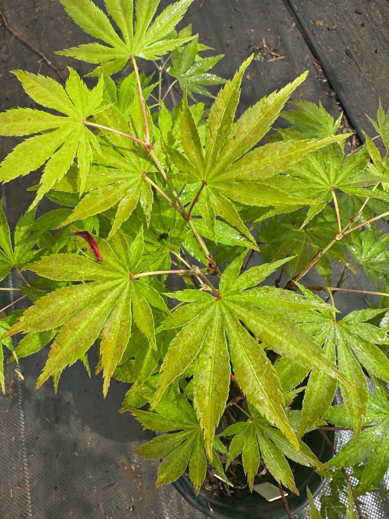 Acer palmatum 'Miwa' - Maple Ridge Nursery