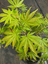 Thumbnail for Acer palmatum 'Miwa' - Maple Ridge Nursery