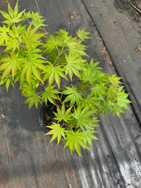 Thumbnail for Acer palmatum 'Miwa' - Maple Ridge Nursery