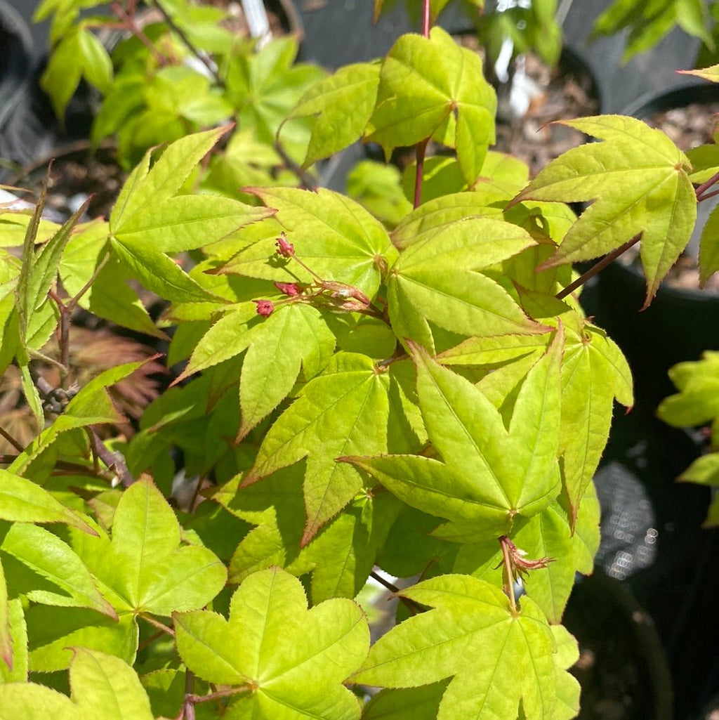 Acer palmatum 'Mon zukushi' Green Japanese Maple – Maple Ridge Nursery