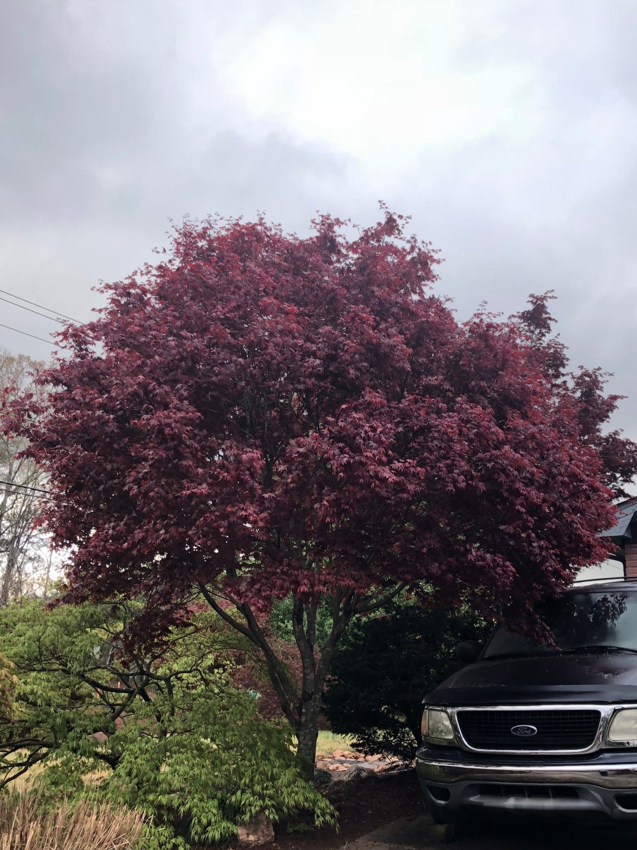 Acer palmatum 'Moonfire' Red Japanese Maple - Maple Ridge Nursery