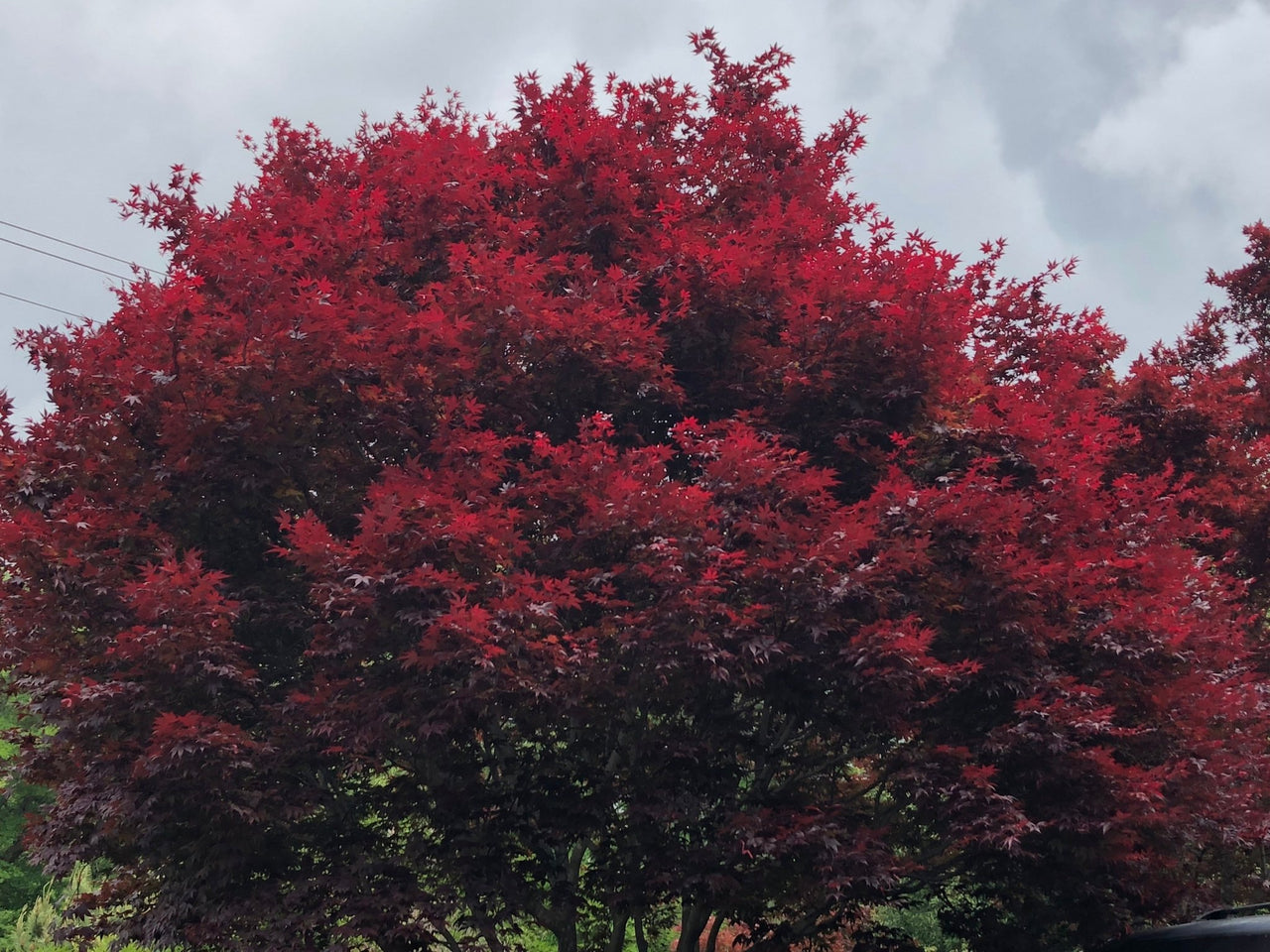 Acer palmatum 'Moonfire' Red Japanese Maple - Maple Ridge Nursery